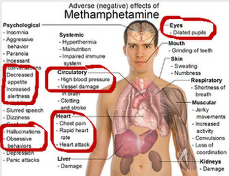 The Effects Of Drug Testing On The